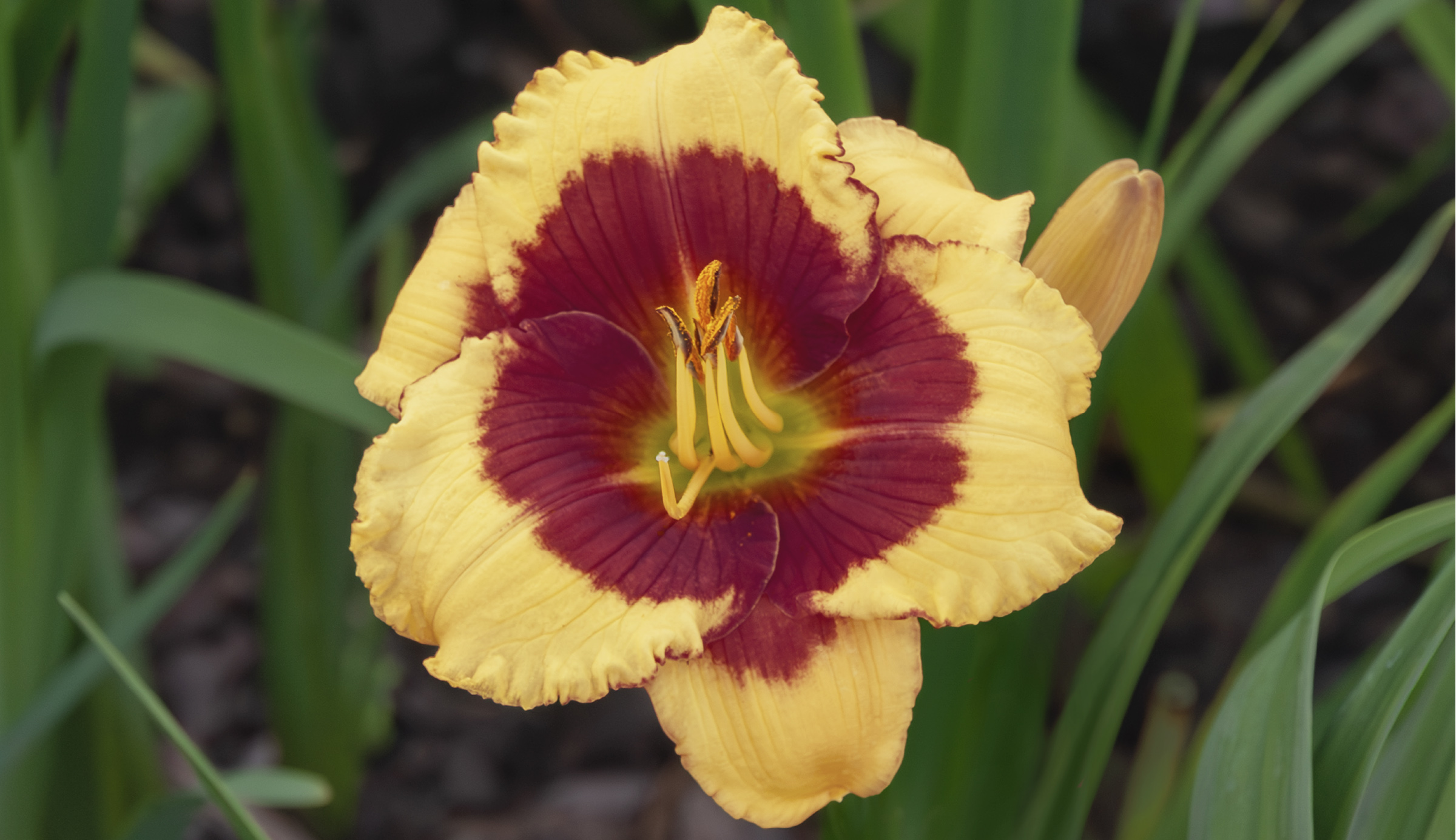 Aragons Sohn daylily photographed in Stockholm