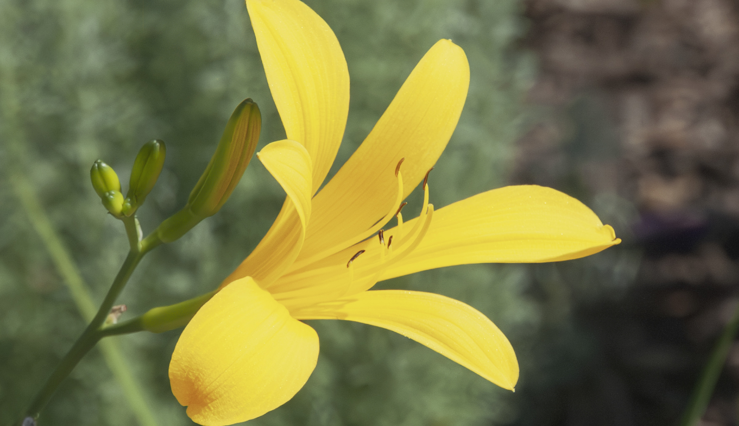 Keulenfalter daylily by Dr. Tomas Tamberg