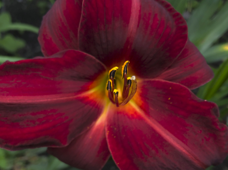 Agnes Elpers daylily by Dr. Tomas Tamberg