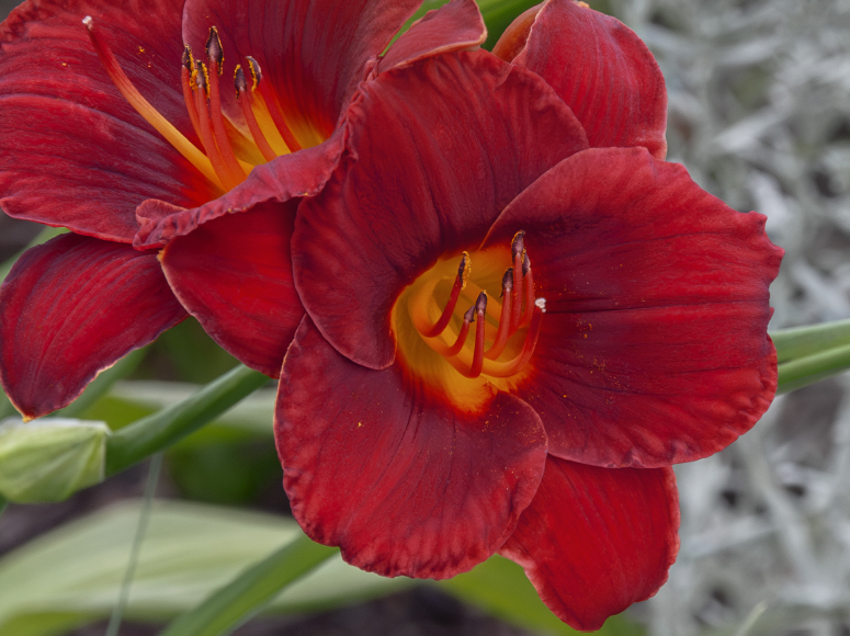 Akeno daylily by Dr. Tomas Tamberg