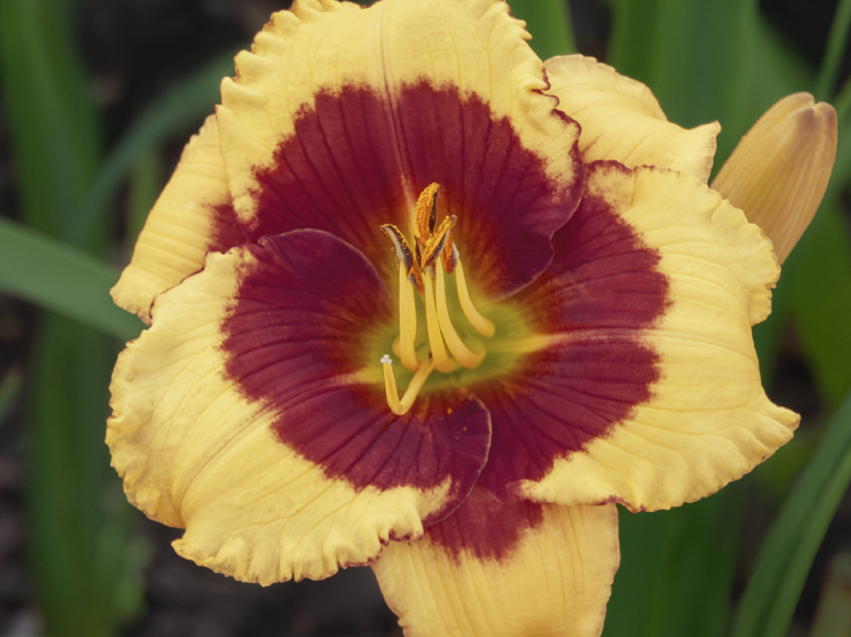 Aragons Sohn daylily by Dr. Tomas Tamberg