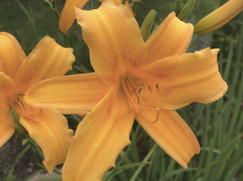 Ashika daylily by Dr. Tomas Tamberg