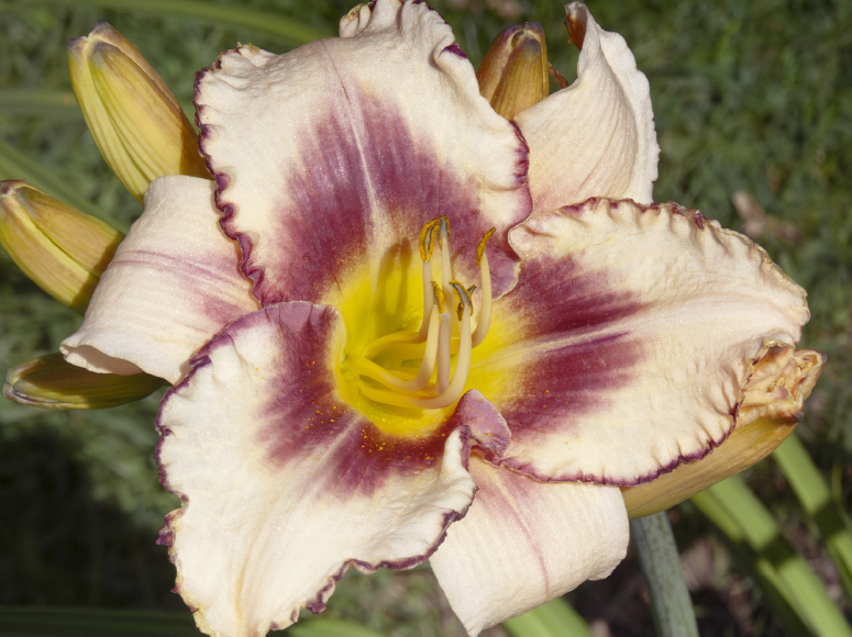 Augenstern daylily by Dr. Tomas Tamberg