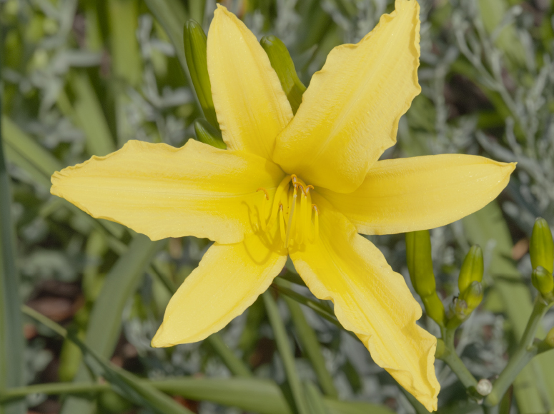 Augustfreude daylily by Dr. Tomas Tamberg