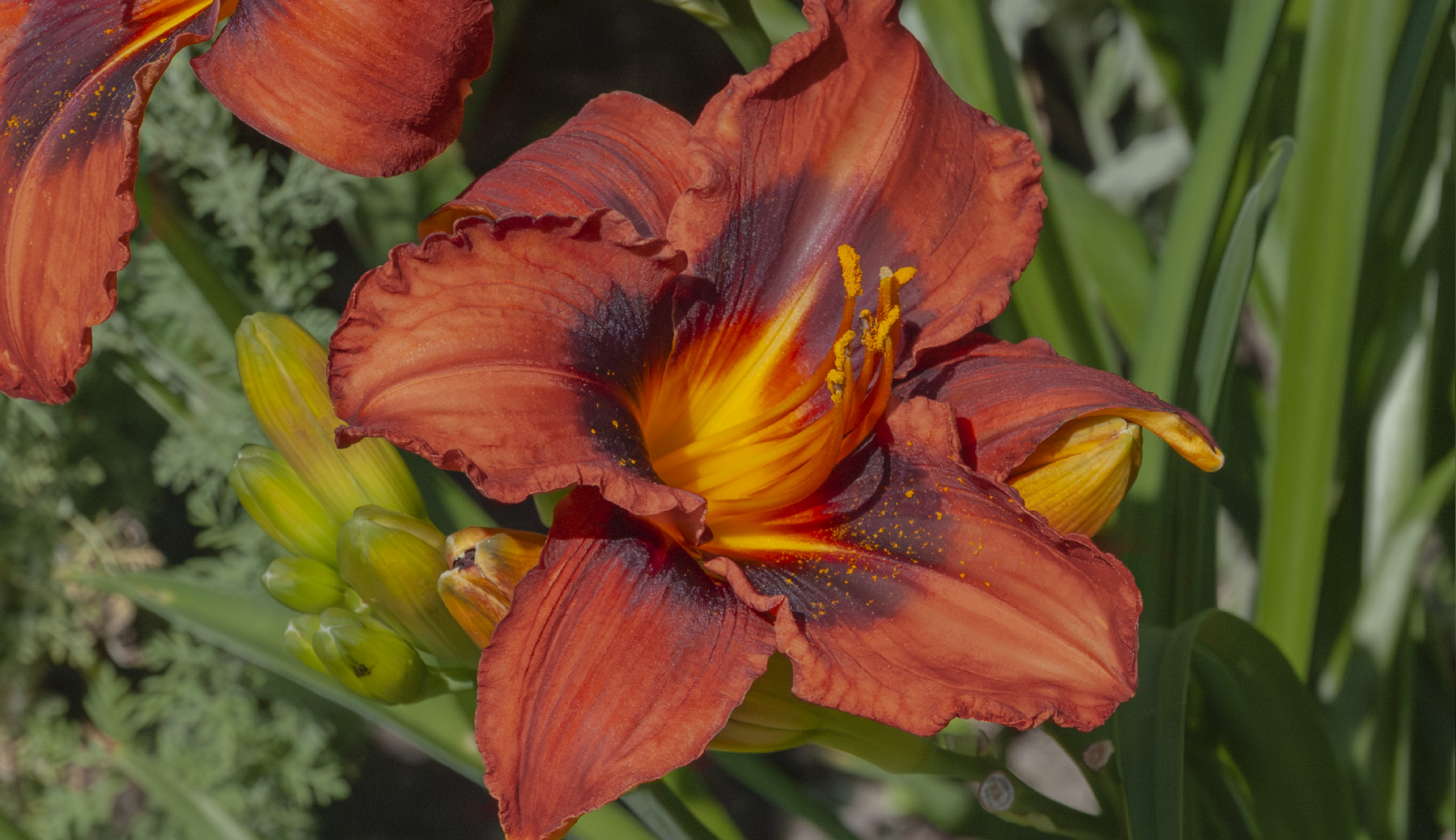 Berlin Kontrapunk daylily photographed in Stockholm