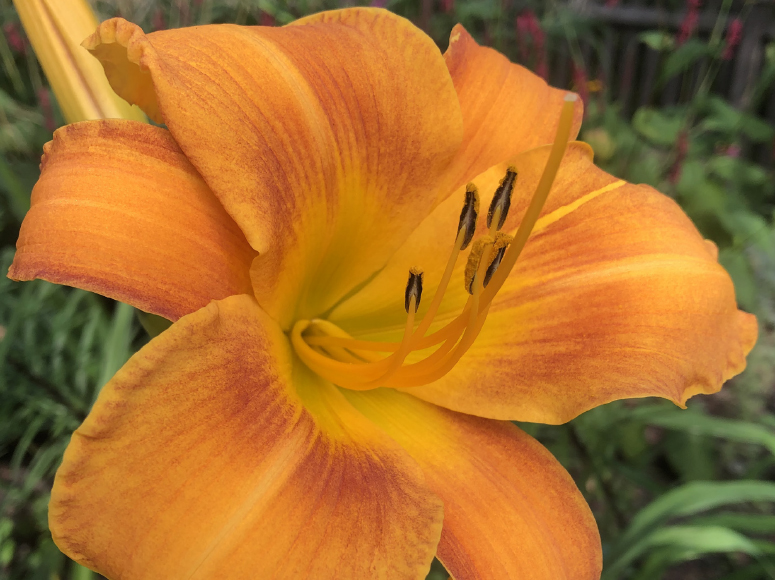 Berlin Tallboy daylily by Dr. Tomas Tamberg