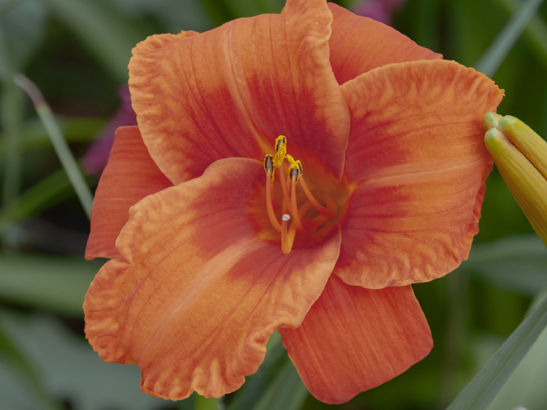 Berliner Feuerring daylily by Dr. Tomas Tamberg