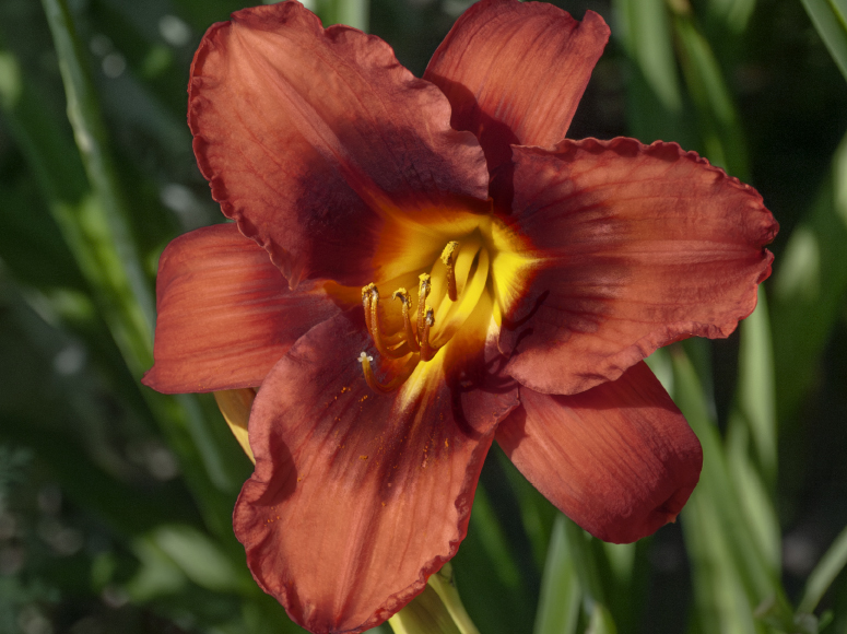 Berliner Kontrapunkt daylily by Dr. Tomas Tamberg