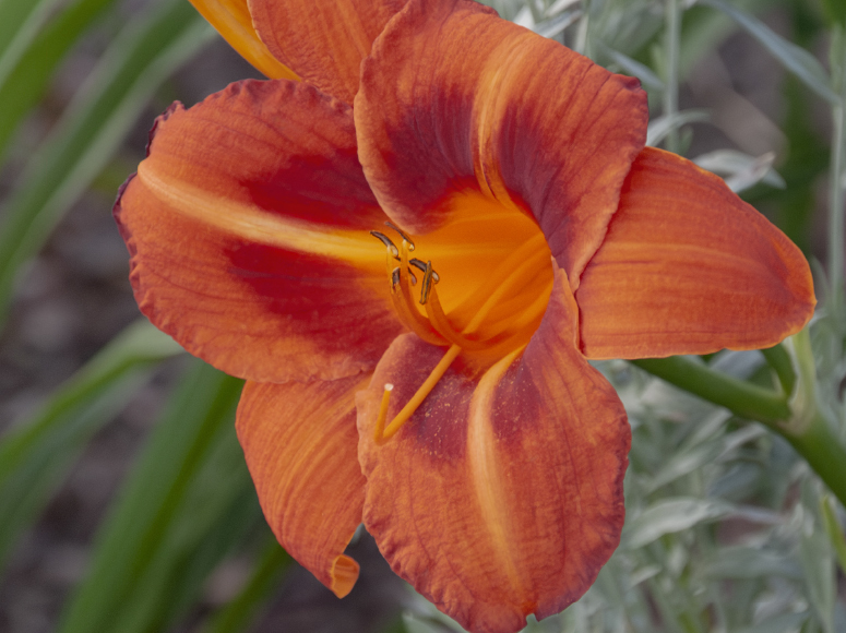 Berliner Ring daylily by Dr. Tomas Tamberg