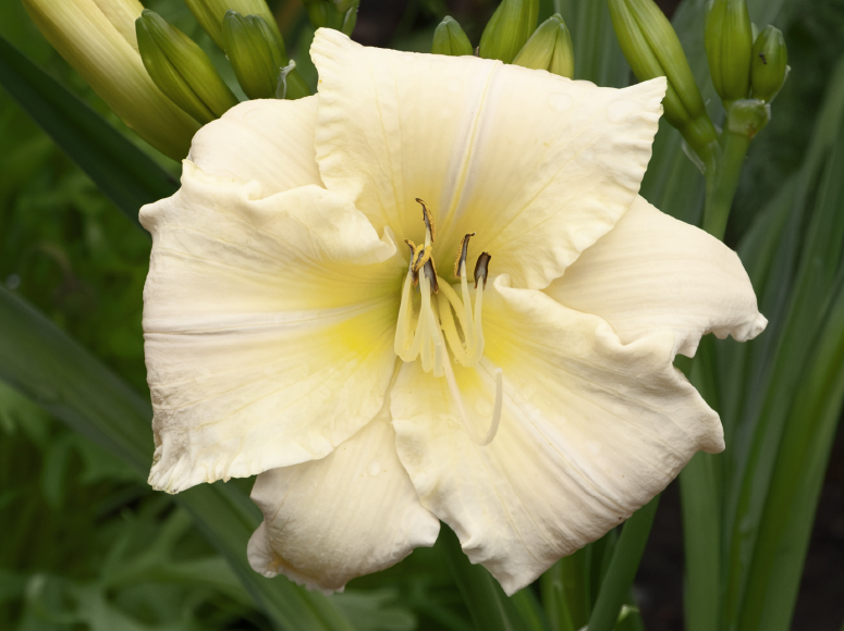 Berliner Schneeball daylily by Dr. Tomas Tamberg