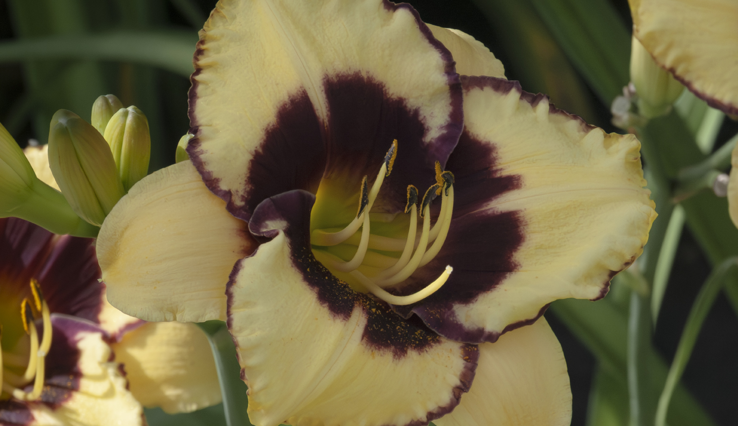 Canary Chaos daylily photographed in Falkenrehde