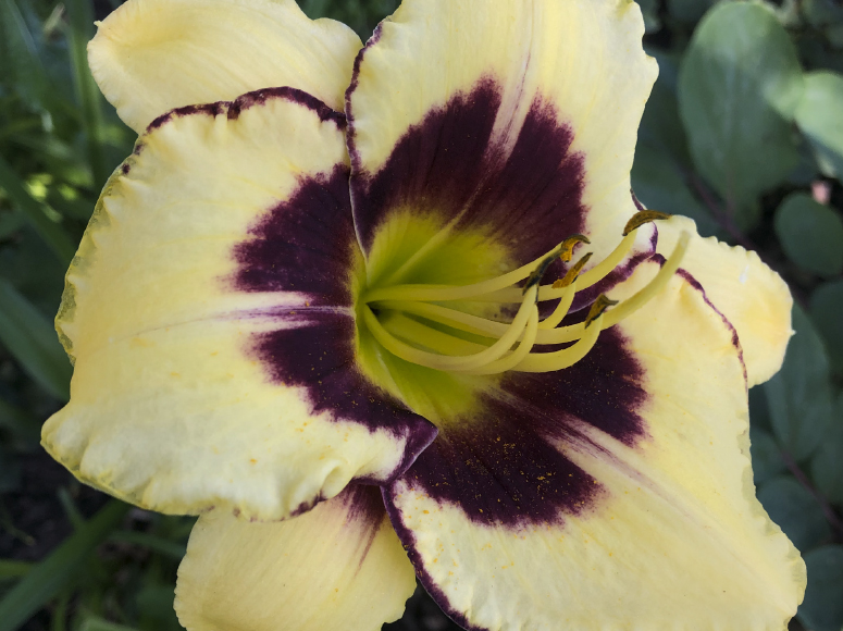 Canary Chaos daylily by Dr. Tomas Tamberg