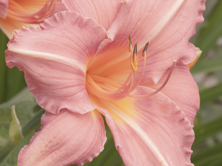 Christel Marschall daylily by Dr. Tomas Tamberg