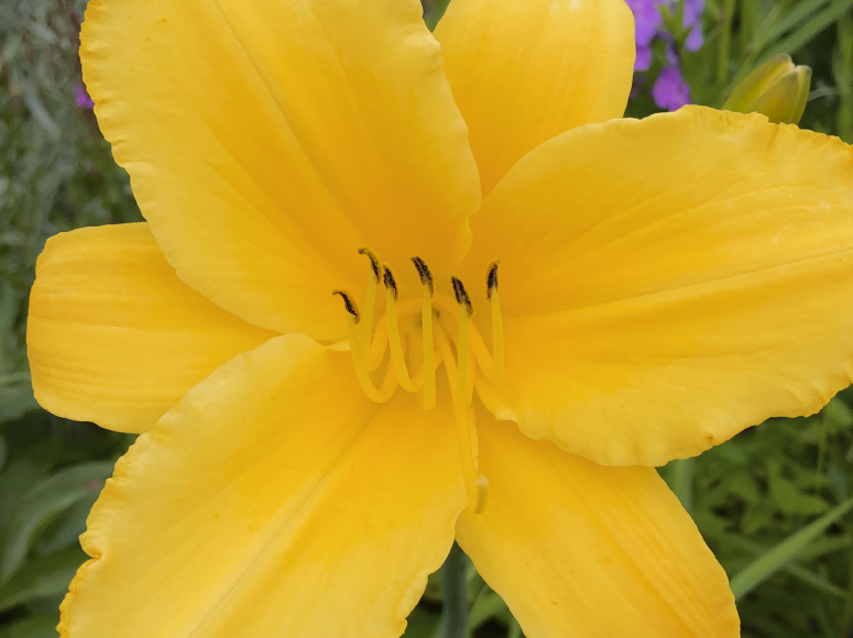 Citralt daylily by Dr. Tomas Tamberg