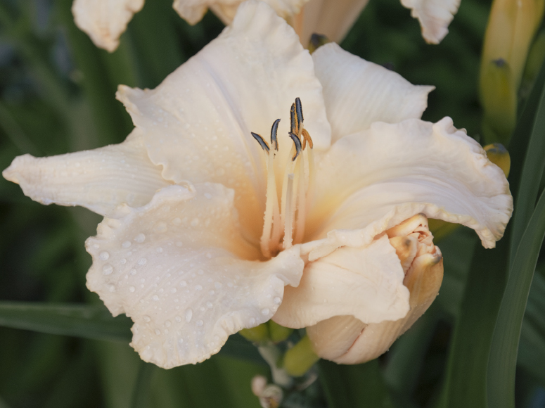 Creme Explosion daylily by Dr. Tomas Tamberg