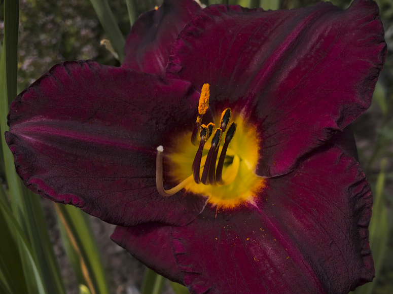 Dancing in the Rain daylily by Dr. Tomas Tamberg