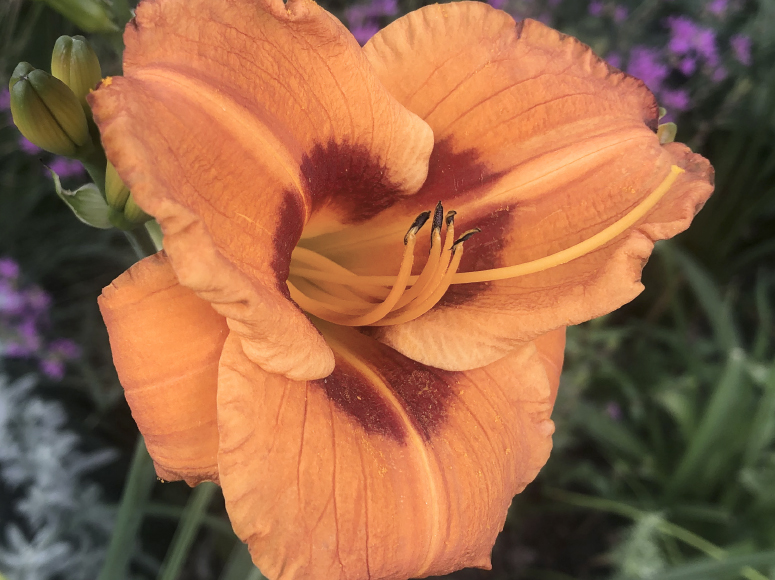 Ding Ding Dong daylily by Dr. Tomas Tamberg