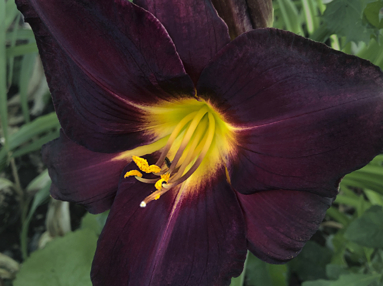 Dunkler Baron daylily by Dr. Tomas Tamberg