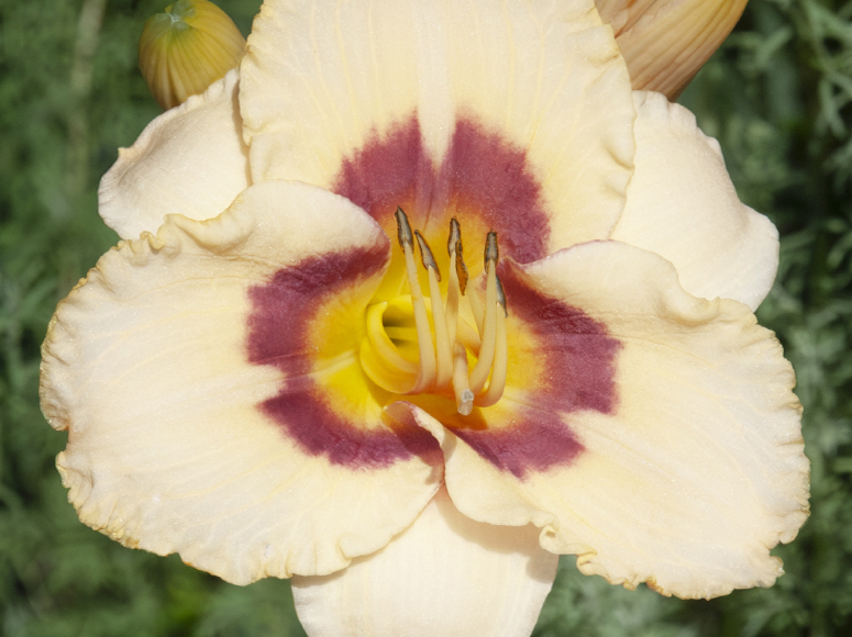 Eyed daylily by Dr. Tomas Tamberg