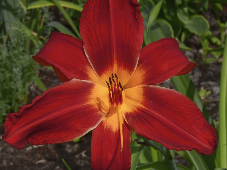 Flammenspinne daylily by Dr. Tomas Tamberg
