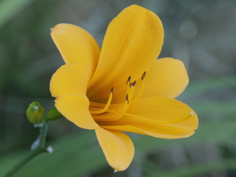 From China with Love daylily by Dr. Tomas Tamberg