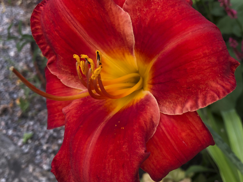 Fudo daylily by Dr. Tomas Tamberg