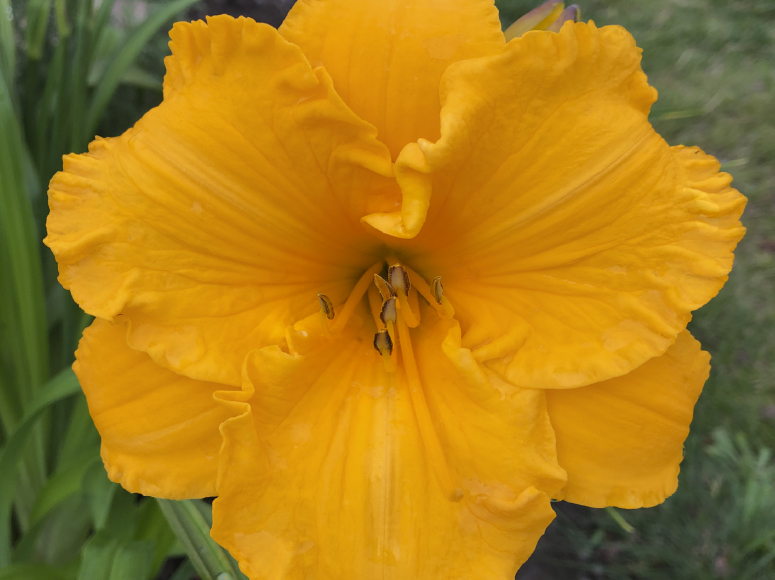 Goldelse daylily by Dr. Tomas Tamberg