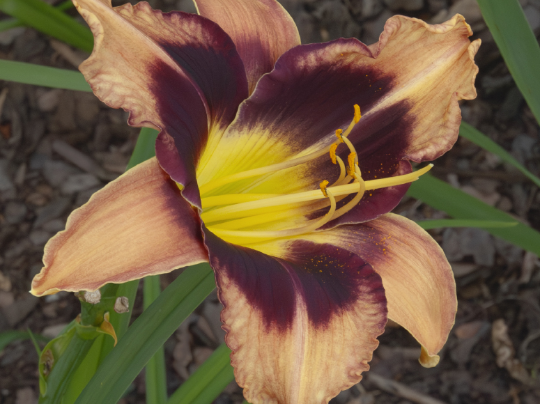 Hingucker daylily by Dr. Tomas Tamberg