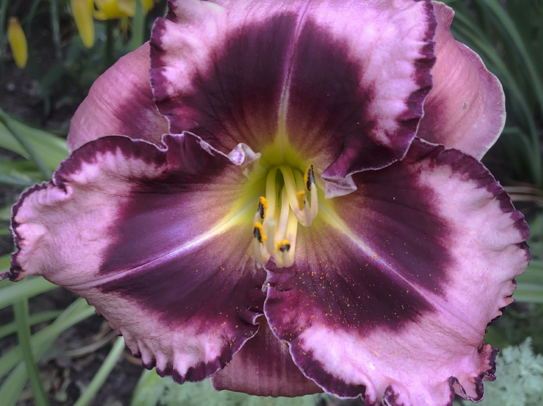 Karl’s Choice daylily by Dr. Tomas Tamberg