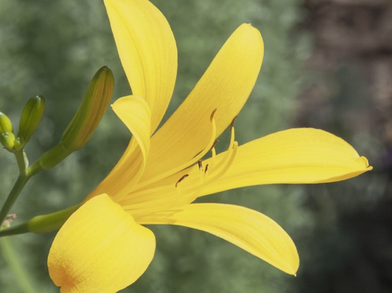 Keulenfalter daylily by Dr. Tomas Tamberg