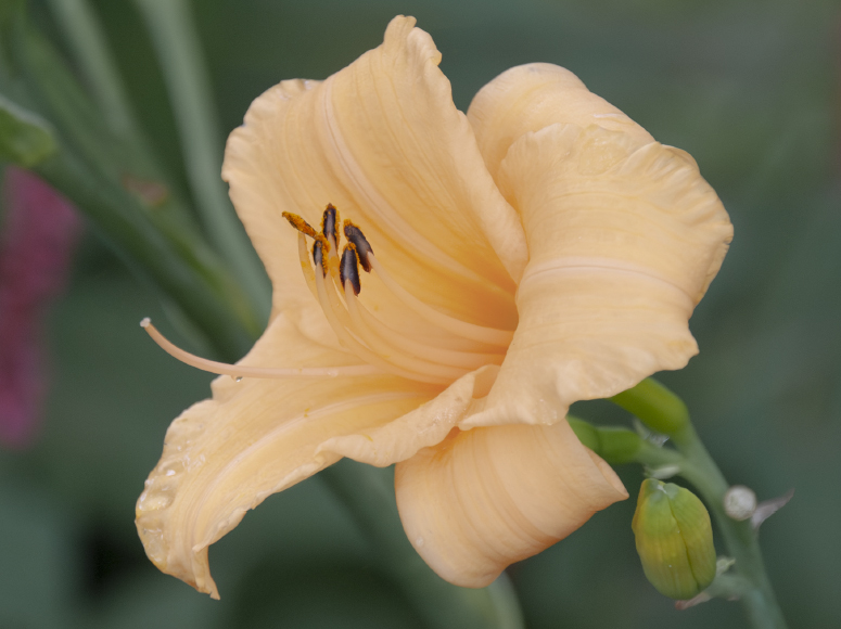 Kleine Süsse daylily by Dr. Tomas Tamberg