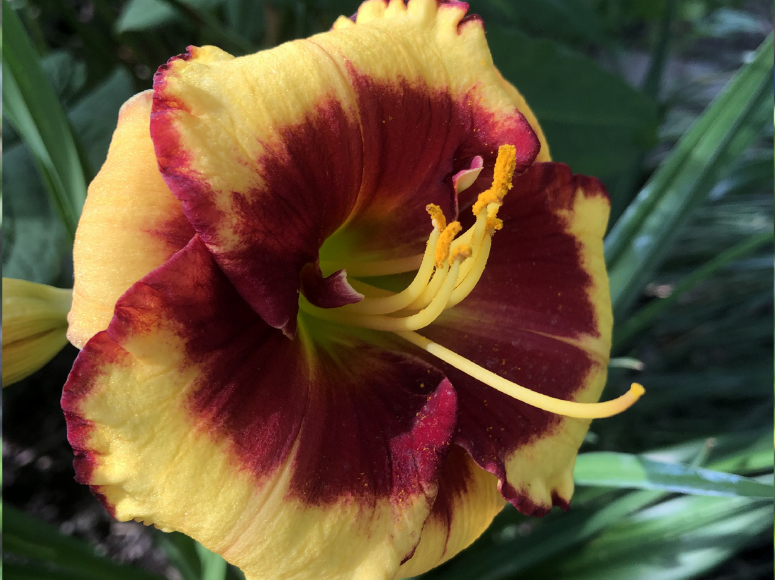 Kleines Rotauge daylily by Dr. Tomas Tamberg