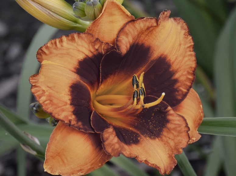 Lachender Buddha daylily by Dr. Tomas Tamberg