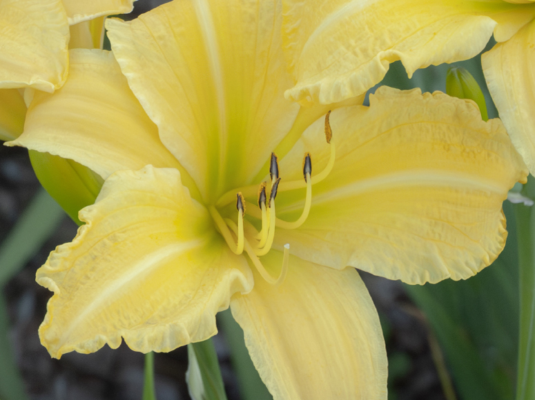 Light Yellow daylily by Dr. Tomas Tamberg
