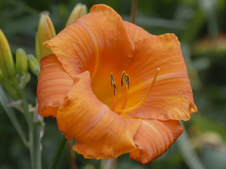 Marianne Tamberg daylily by Dr. Tomas Tamberg