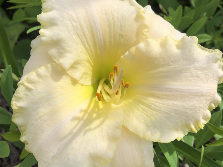 Near White daylily by Dr. Tomas Tamberg