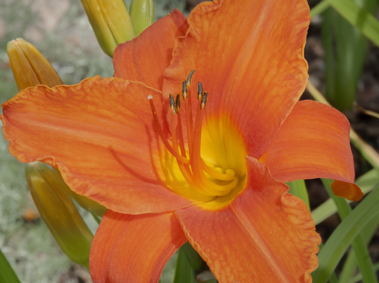 Orange daylily by Dr. Tomas Tamberg