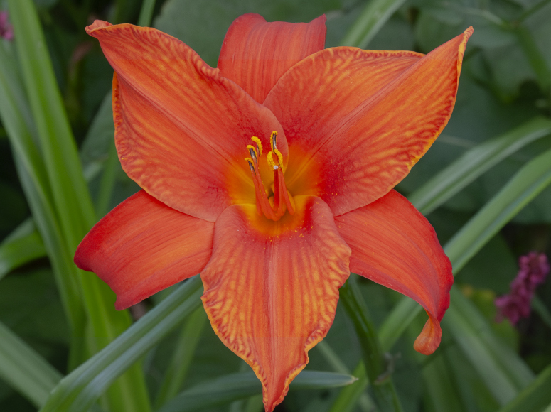 Orangefackel daylily by Dr. Tomas Tamberg