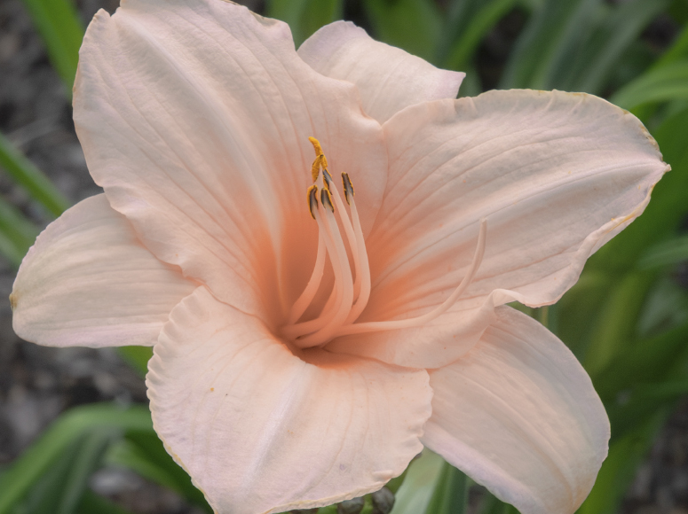 Perlmutt daylily by Dr. Tomas Tamberg