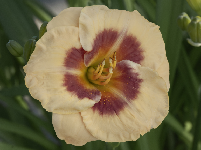 Ping Pong Ball daylily by Dr. Tomas Tamberg