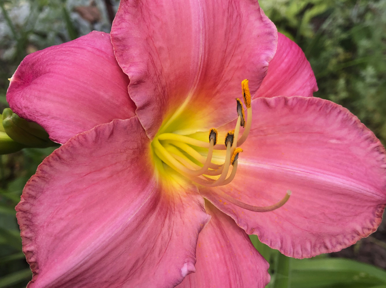Pink daylily by Dr. Tomas Tamberg