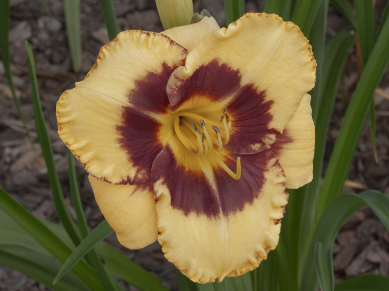 Platzhirsch daylily by Dr. Tomas Tamberg