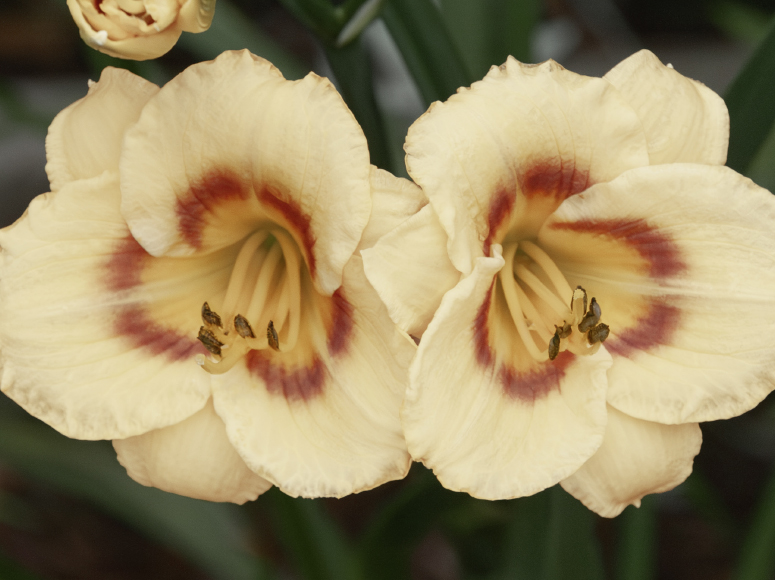 Pluralist daylily by Dr. Tomas Tamberg