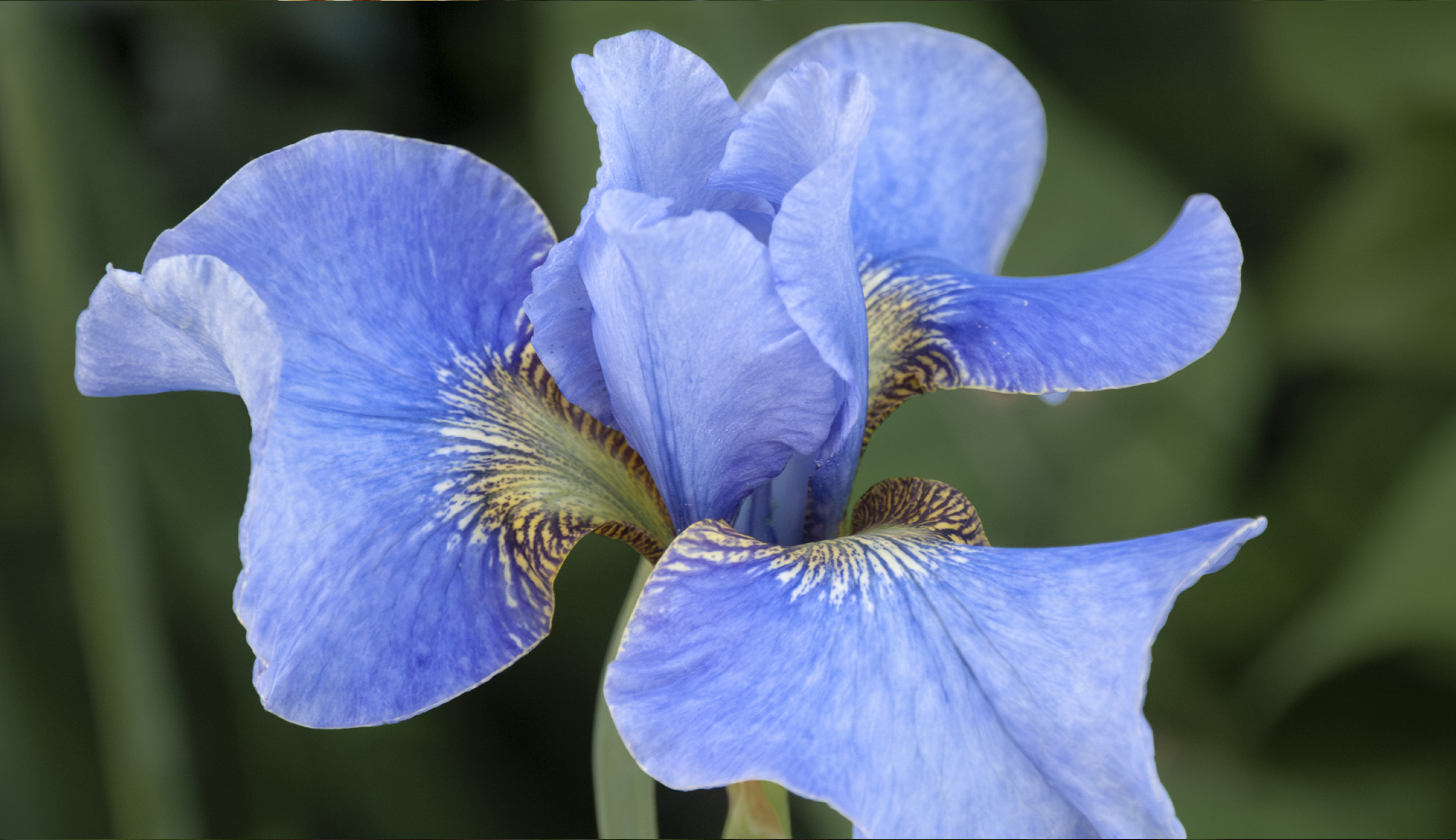 Iris sibirica ’Rauchblau’ by Dr. Tomas Tamberg. Photographed in Stockholm.
