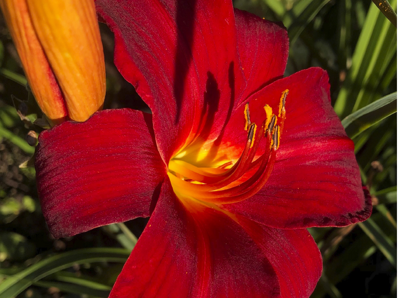 Red daylily by Dr. Tomas Tamberg