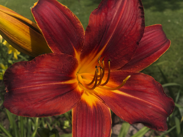 Red Tallboy daylily by Dr. Tomas Tamberg