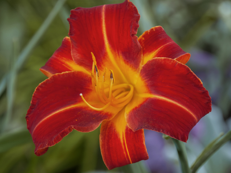Red Tool daylily by Dr. Tomas Tamberg