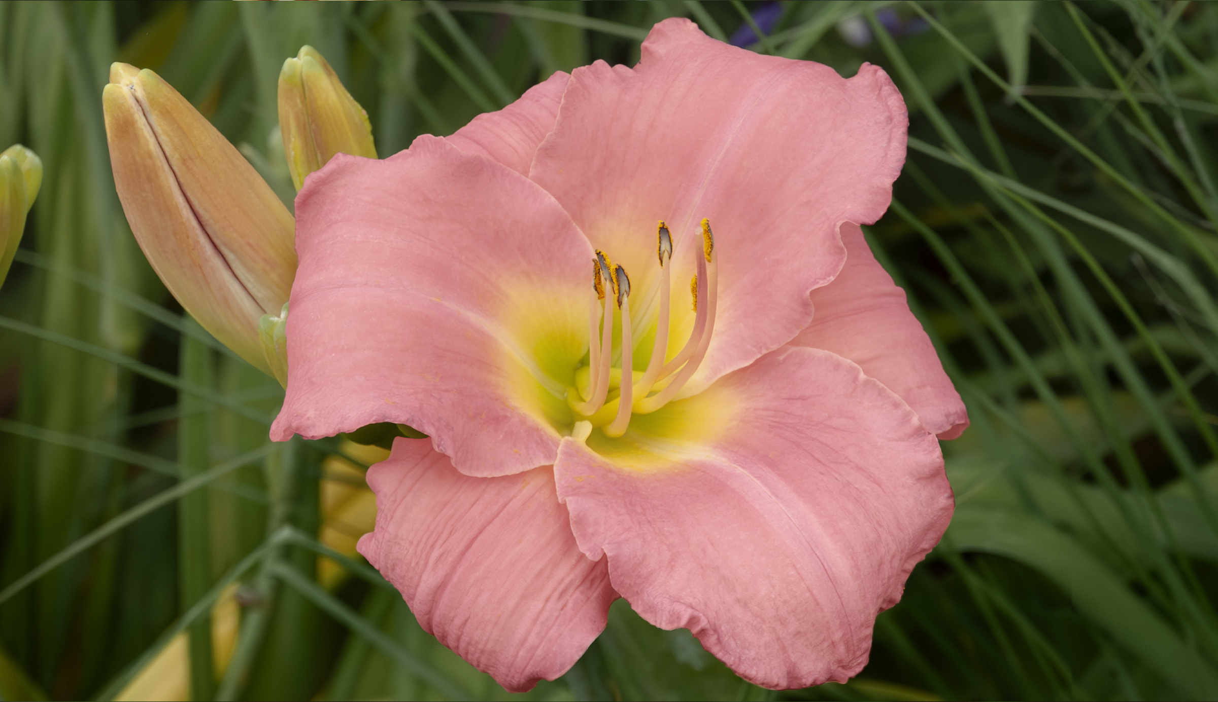 Reinrosa Versuchung daylily photographed in Britzer Garten, Berlin