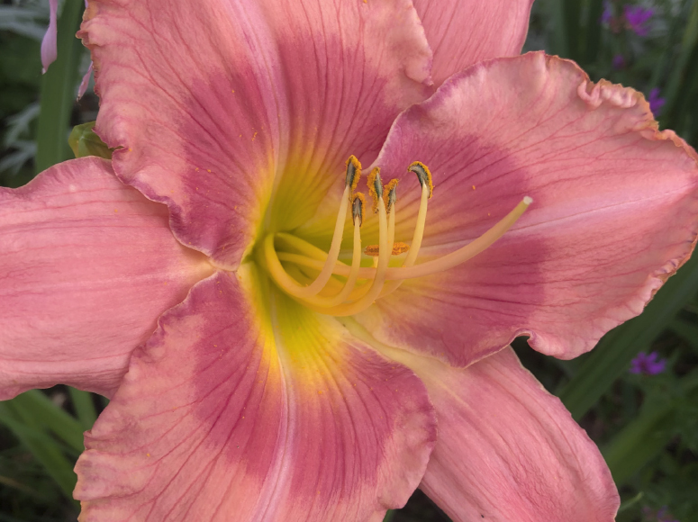 Rosa Duett daylily by Dr. Tomas Tamberg