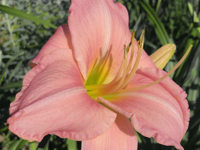 Rosa Purist daylily by Dr. Tomas Tamberg
